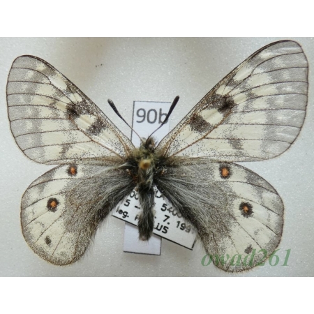 Parnassius acdestis subsp. ohkumai Koiwaya, 1993 China90b
